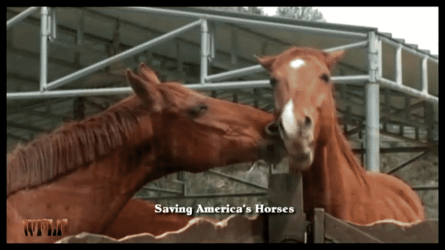 Learn More at saving America's Horses